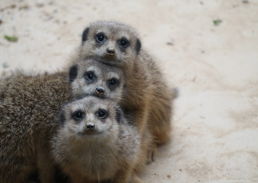 Meerkat Conservation Hero Support Programme