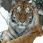 Amur tiger