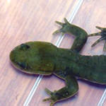 Anji Salamander