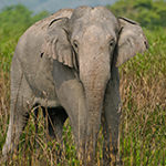 Asian Elephant