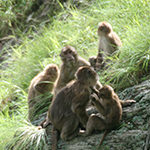 Assamese Macaque