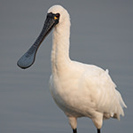 Black-faced Spoonbill