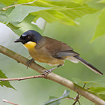Blue-crowned Laughingthrush