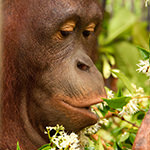 婆罗洲红毛猩猩