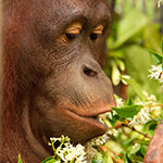 Bornean Orangutan