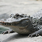 Chinese Alligator