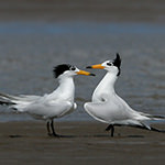 Chinese Crested Tern