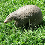 Chinese Pangolin