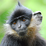 Delacour's Langur