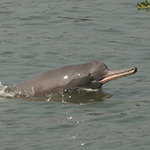 Ganges River Dolphin