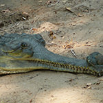 Gharial