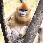 Golden Snub-nosed Monkey