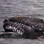 Gray Whale