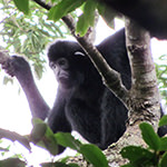 Hainan Gibbon