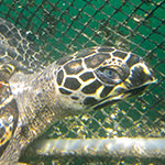 Hawksbill Turtle