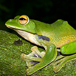 Helen's Flying Frog