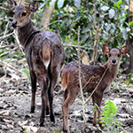 Hog Deer