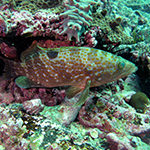 Hong Kong Grouper