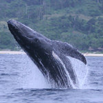 Humpback Whale