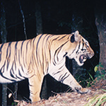 Indochinese Tiger