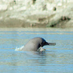 Indus River Dolphin