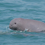 Irrawaddy Dolphin