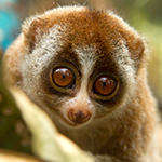 Javan Slow Loris