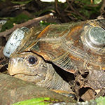 Keeled Box Turtle