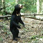 Malayan Sun Bear