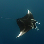 Manta Rays