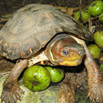 Palawan Forest Turtle