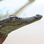 Philippine Crocodile