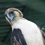 食猿雕（菲律宾鹰）