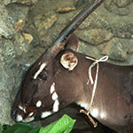 Saola