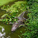 Siamese Crocodile