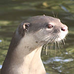 Smooth-coated Otter