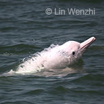 Indo-Pacific Humpback Dolphin