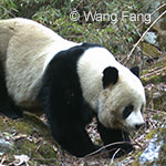 Giant Panda