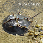 Horseshoe Crab