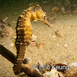 Seahorse