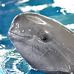 Indo-Pacific Finless Porpoise