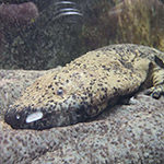 Chinese Giant Salamander