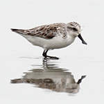 Spoon-billed Sandpiper