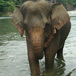 Sumatran Elephant