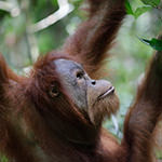 苏门答腊红毛猩猩