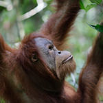 Sumatran Orangutan