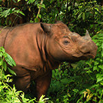 蘇門答臘犀牛