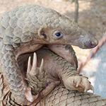 Sunda Pangolin