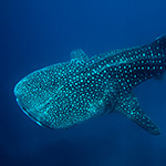 Whale Shark