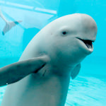 Yangtze finless porpoise